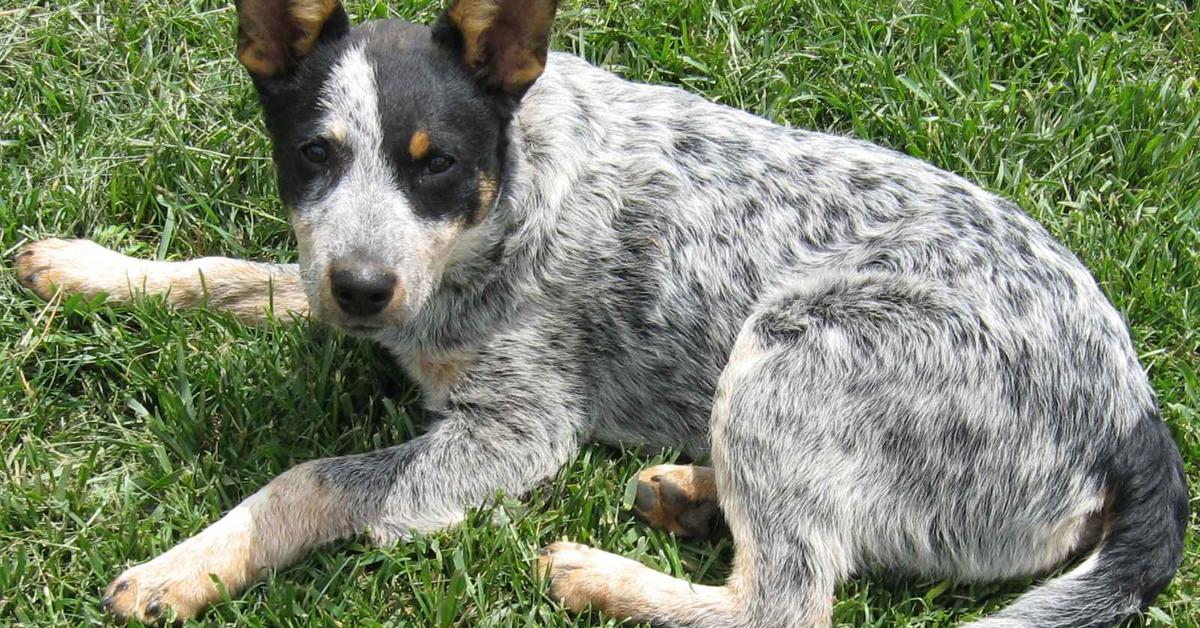 Pictures of Australian Cattle Dog