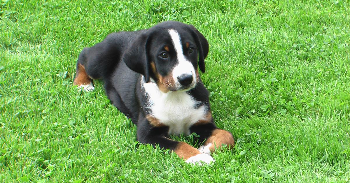 Pictures of Appenzeller Dog