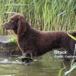 Pictures of American Water Spaniel