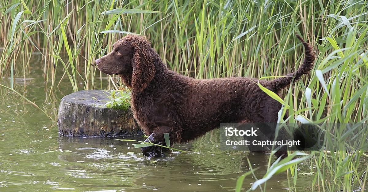 Pictures of American Water Spaniel