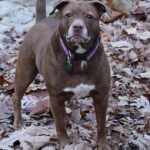 Pictures of American Pit Bull Terrier