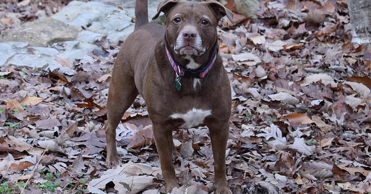 Pictures of American Pit Bull Terrier