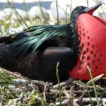 Pictures of Frigatebird