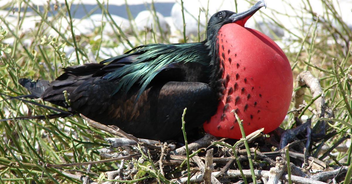 Pictures of Frigatebird