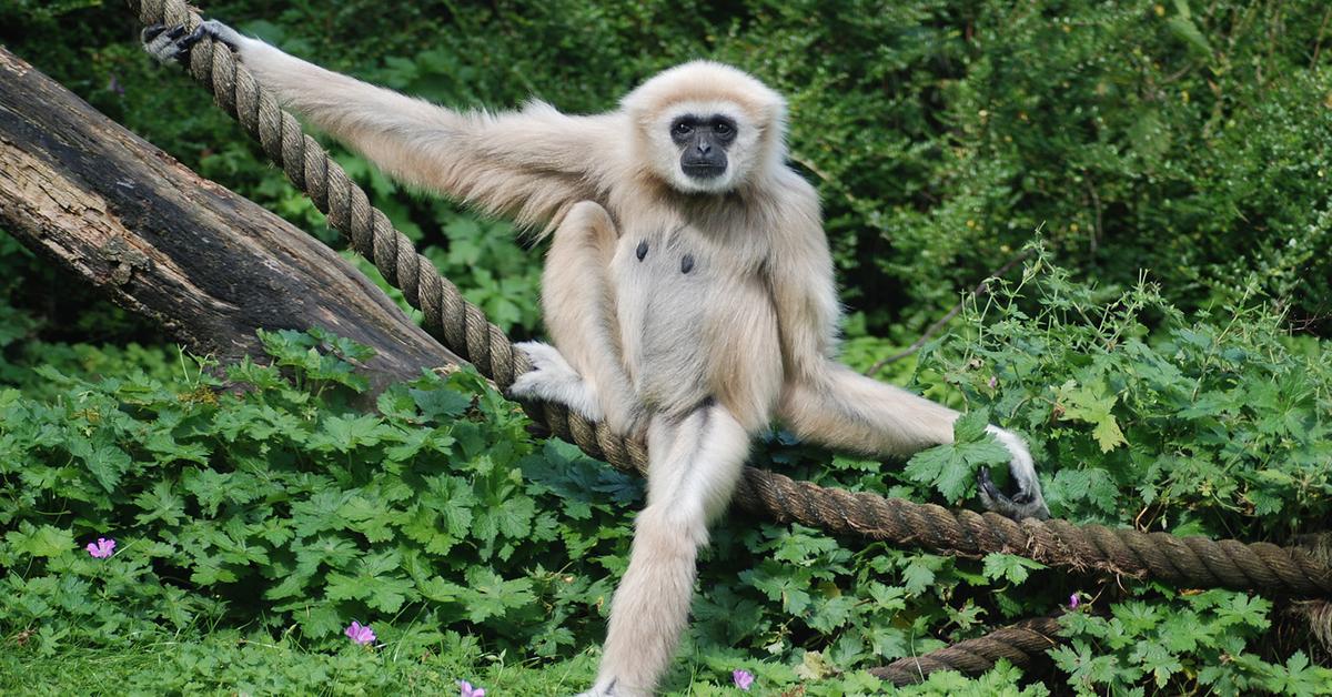 Pictures of Gibbon