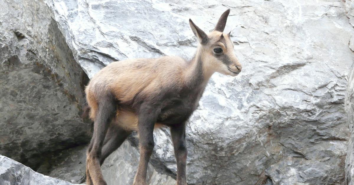 Pictures of Chamois