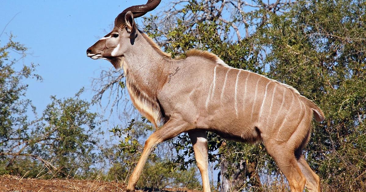 Pictures of Kudu