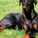 Pictures of Doberman Pinscher