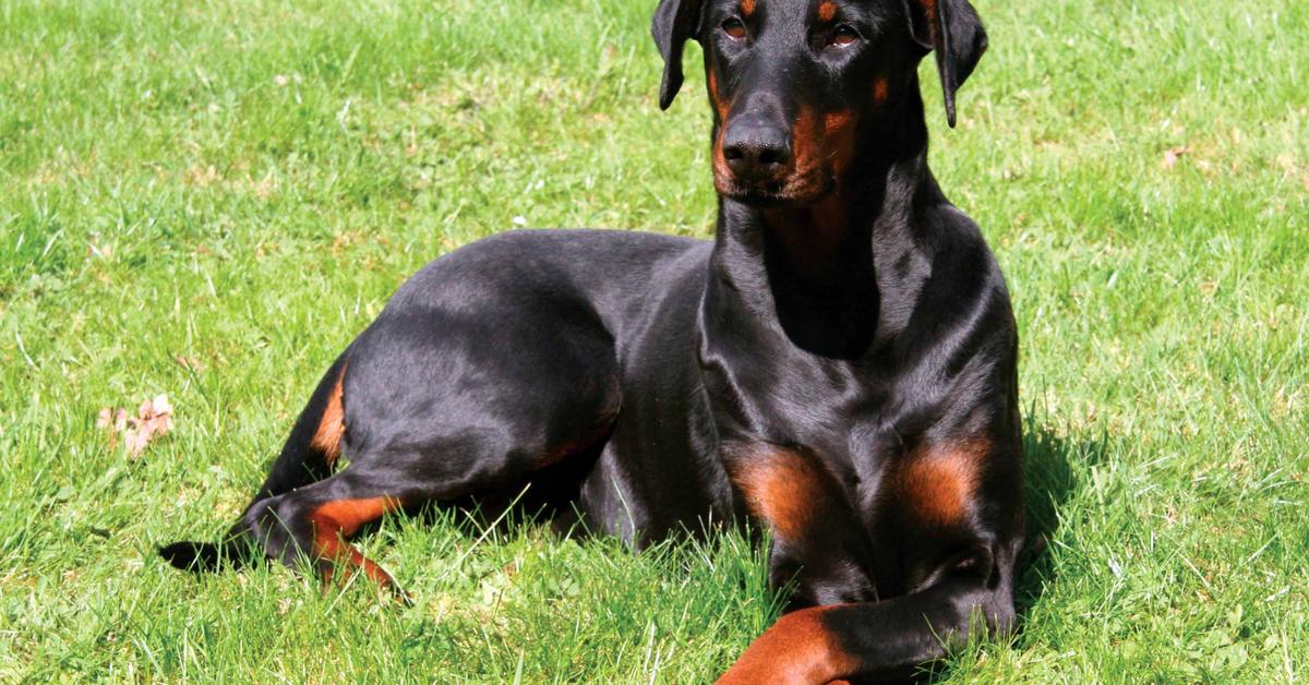 Pictures of Doberman Pinscher