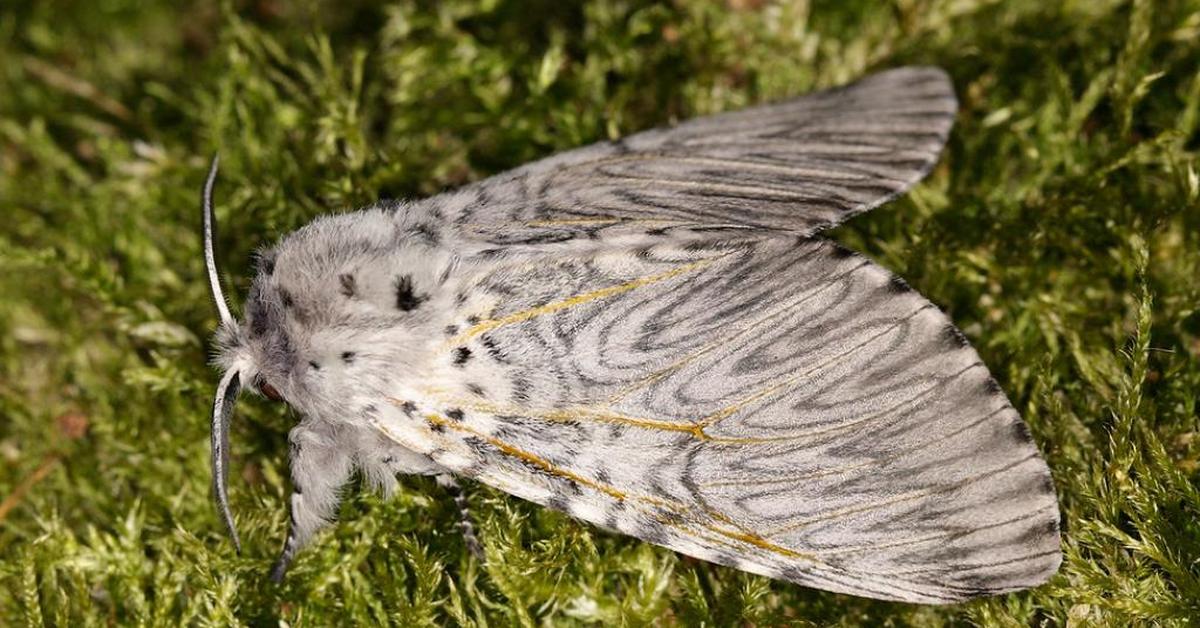 Pictures of Puss Moth