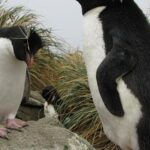 Pictures of Crested Penguin