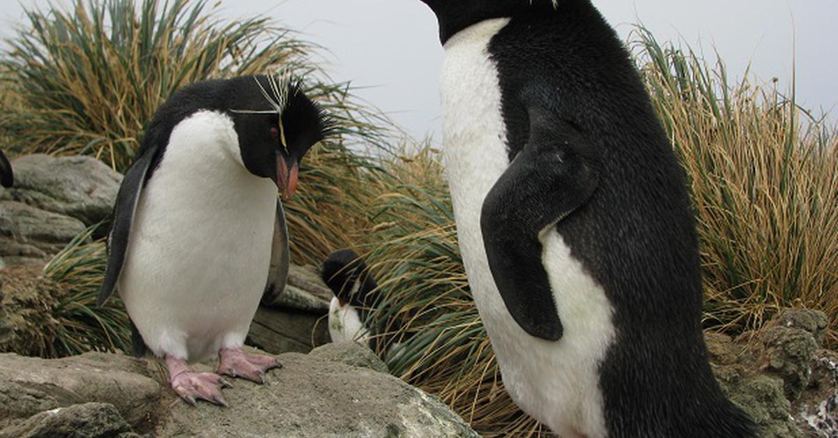 Pictures of Crested Penguin