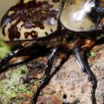 Pictures of Hercules Beetle