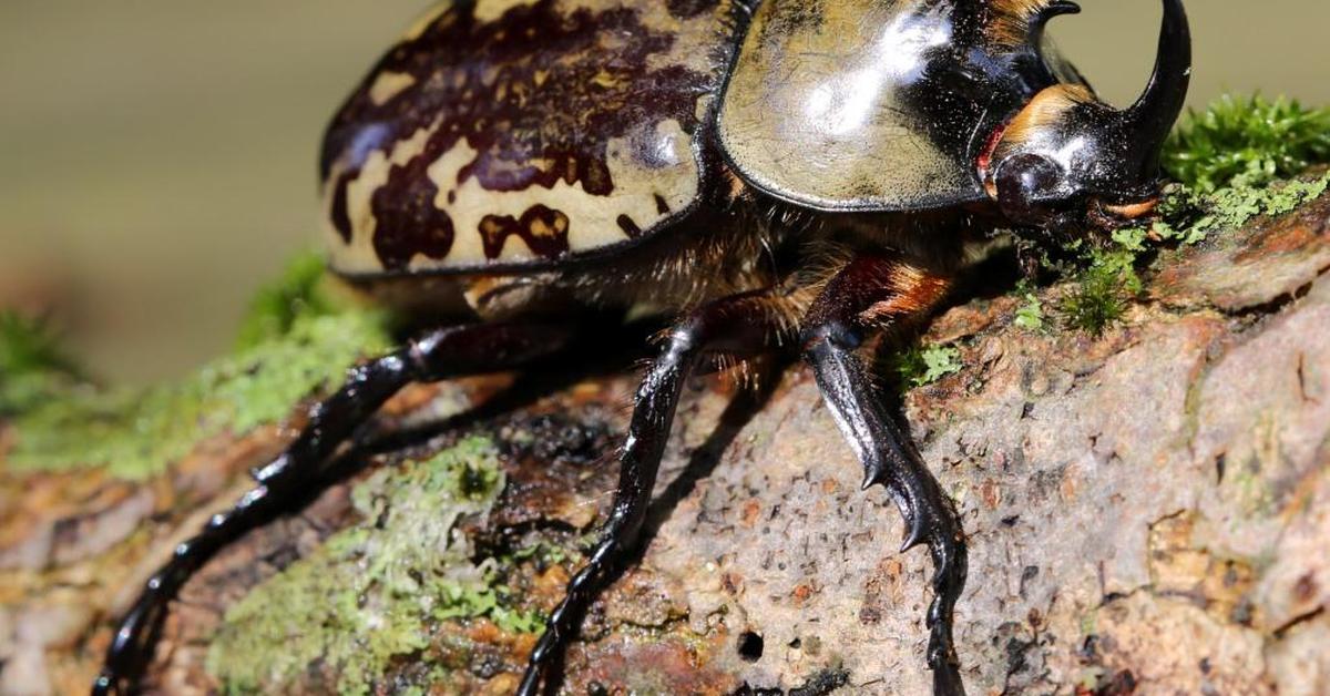 Pictures of Hercules Beetle