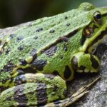 Pictures of Pool Frog