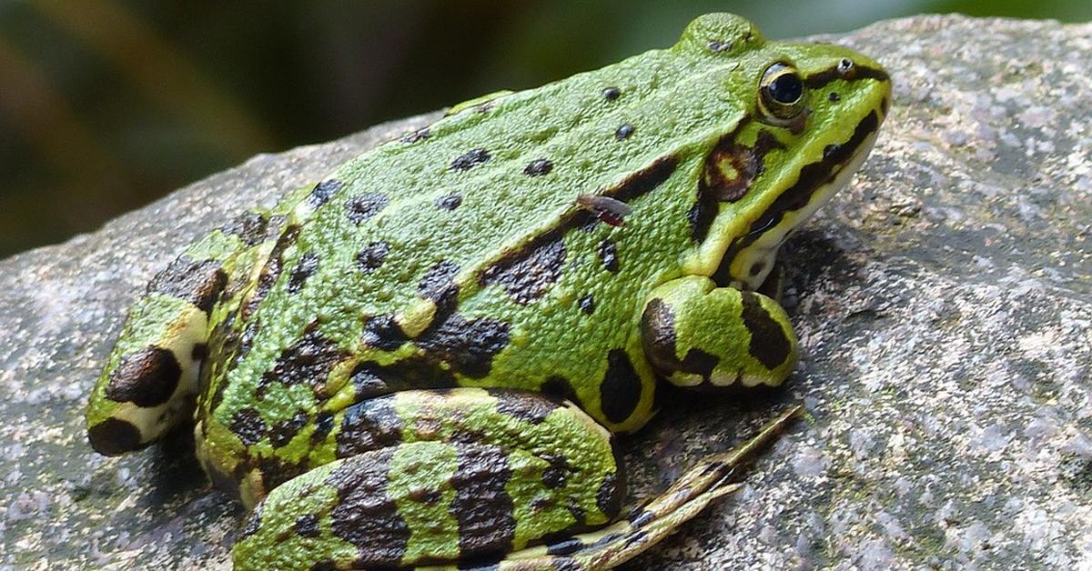 Pictures of Pool Frog