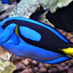 Pictures of Blue Tang