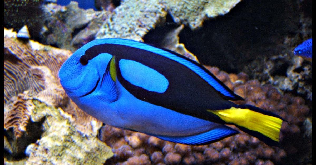 Pictures of Blue Tang