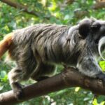 Pictures of Cotton-Top Tamarin