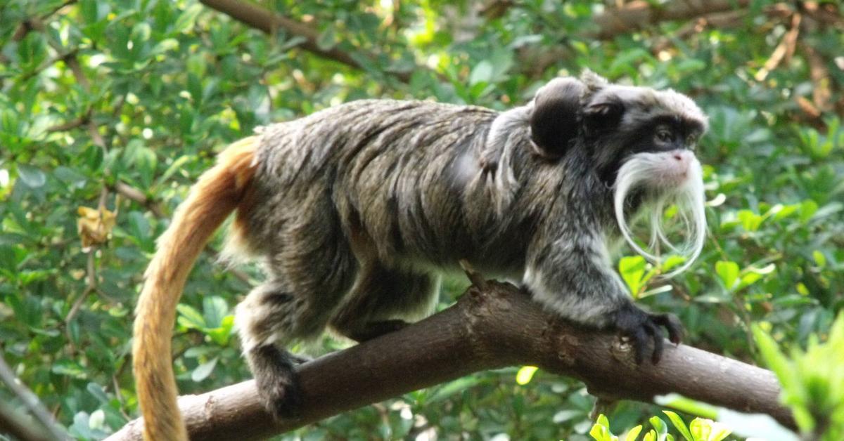 Pictures of Cotton-Top Tamarin