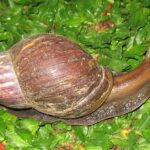 Pictures of Snail