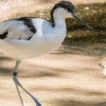 Pictures of Avocet