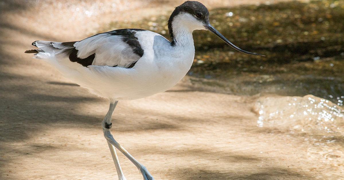 Pictures of Avocet