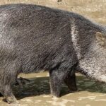 Pictures of Collared Peccary