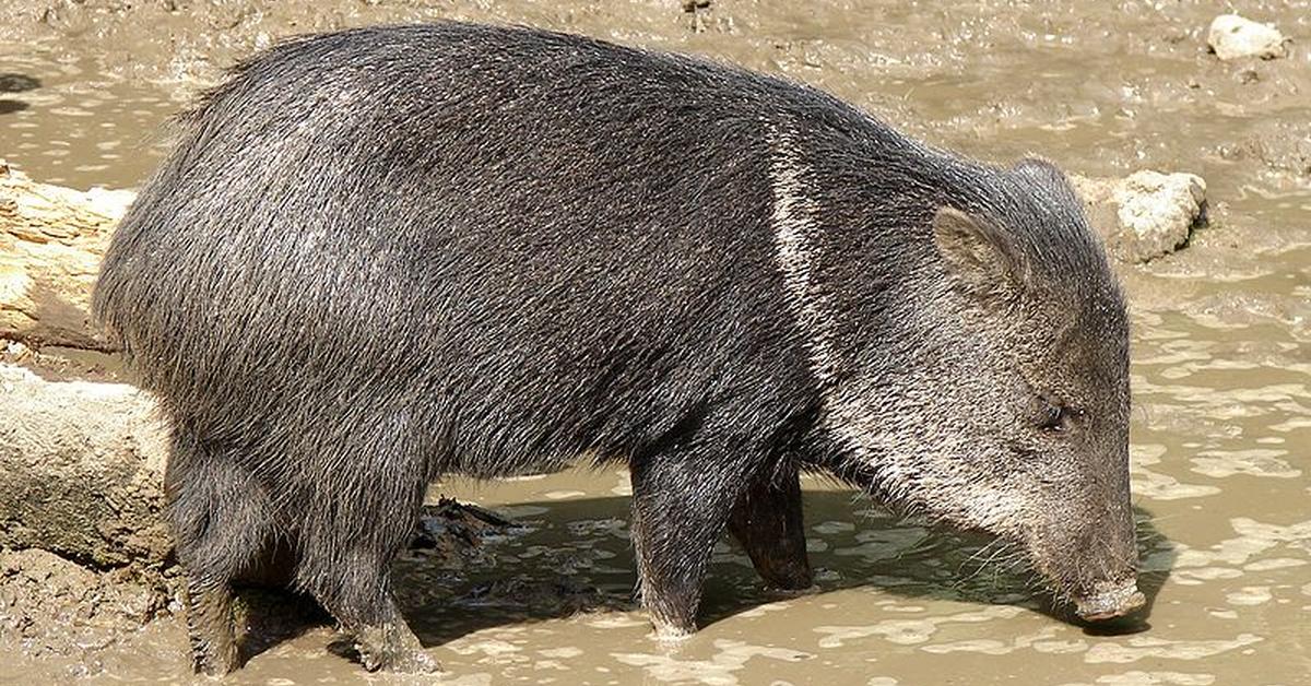 Pictures of Collared Peccary