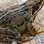 Pictures of Common Frog