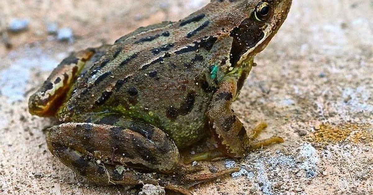 Pictures of Common Frog