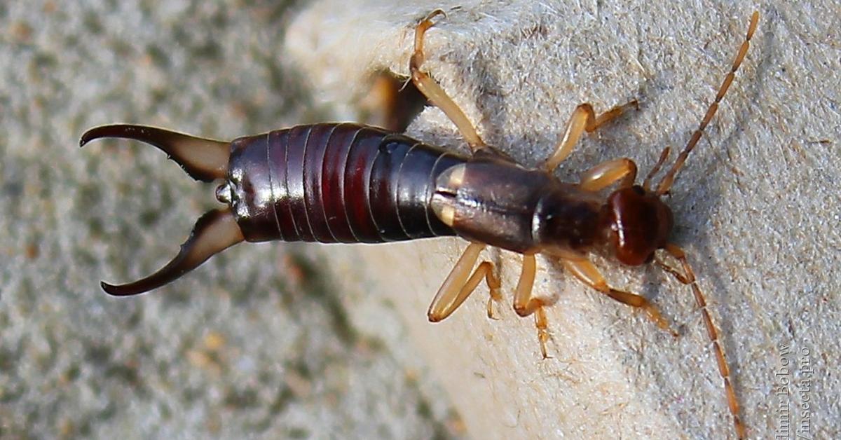 Pictures of Earwig