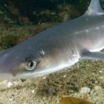 Pictures of Spiny Dogfish