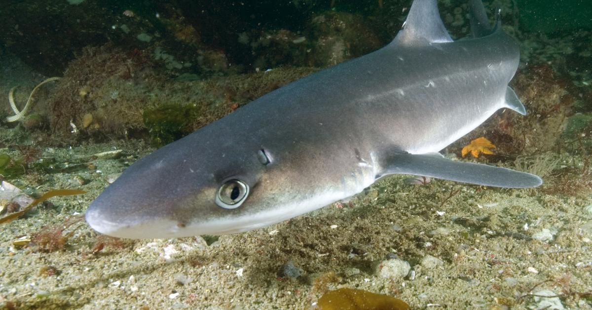 Pictures of Spiny Dogfish