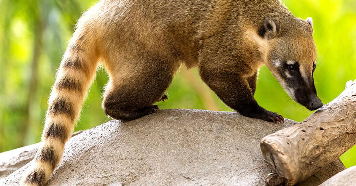 Pictures of Coati