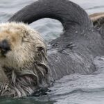 Pictures of Sea Otter