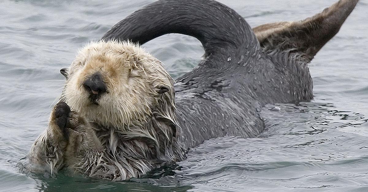 Pictures of Sea Otter