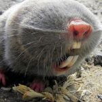 Pictures of Mole