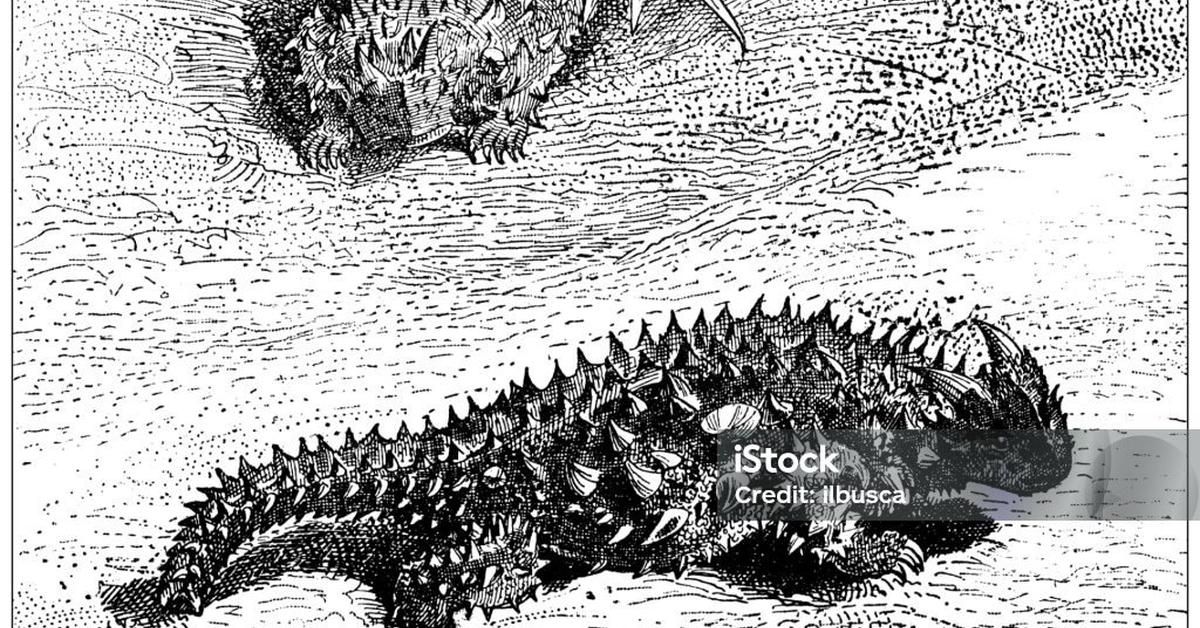 Pictures of Thorny Devil