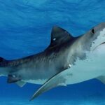 Pictures of Tiger Shark