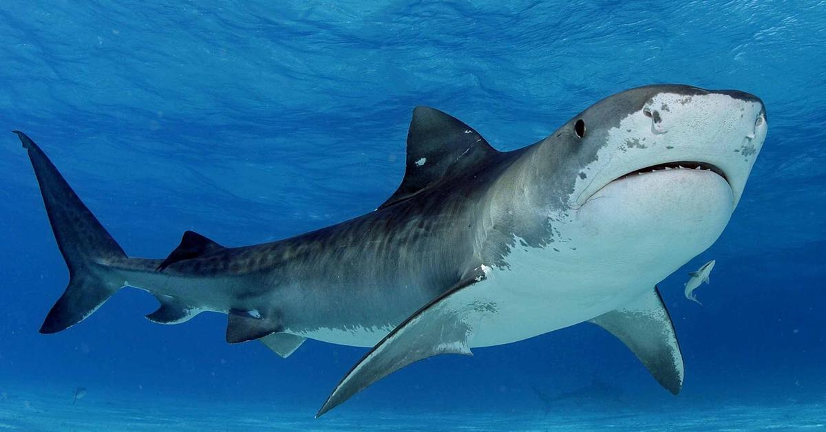 Pictures of Tiger Shark