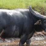 Pictures of Water Buffalo