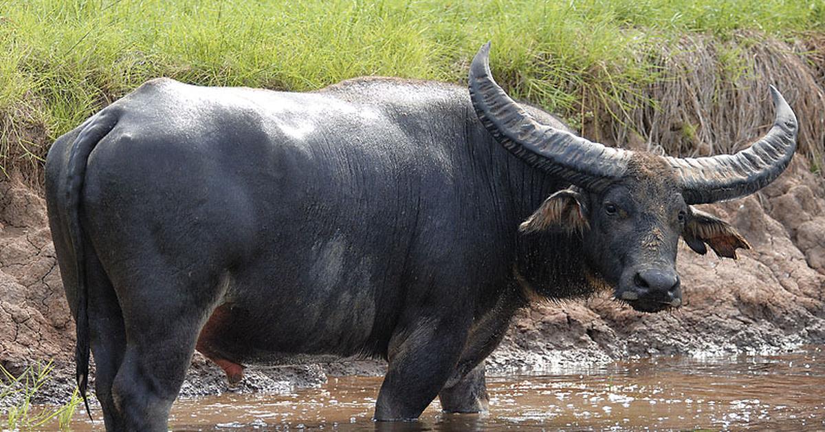 Pictures of Water Buffalo