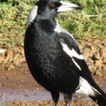 Pictures of Magpie