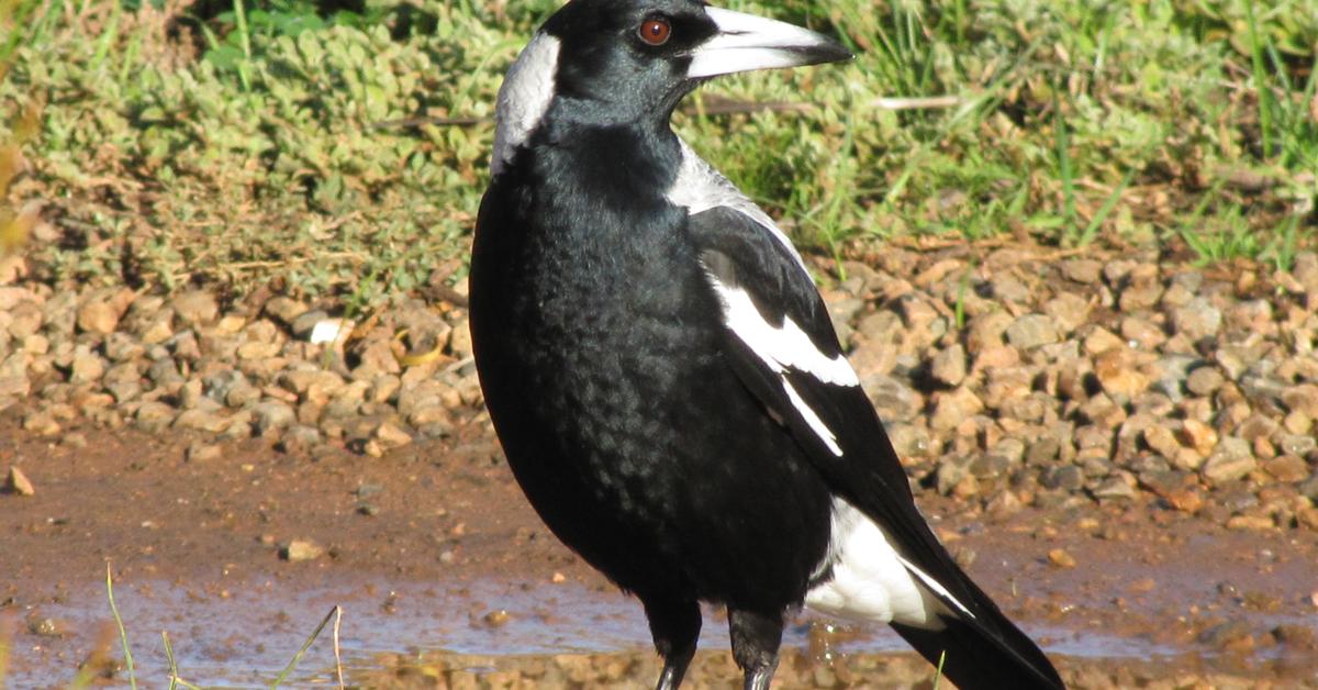 Pictures of Magpie