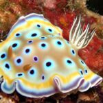 Pictures of Sea Slug