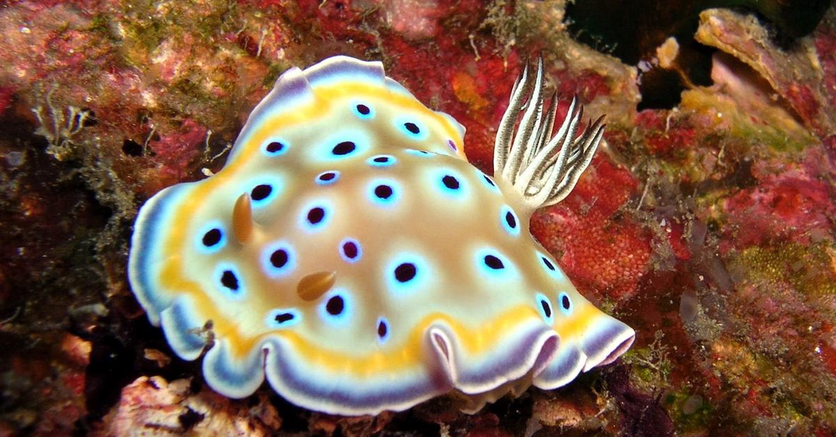 Pictures of Sea Slug