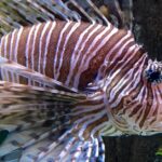 Pictures of Lionfish