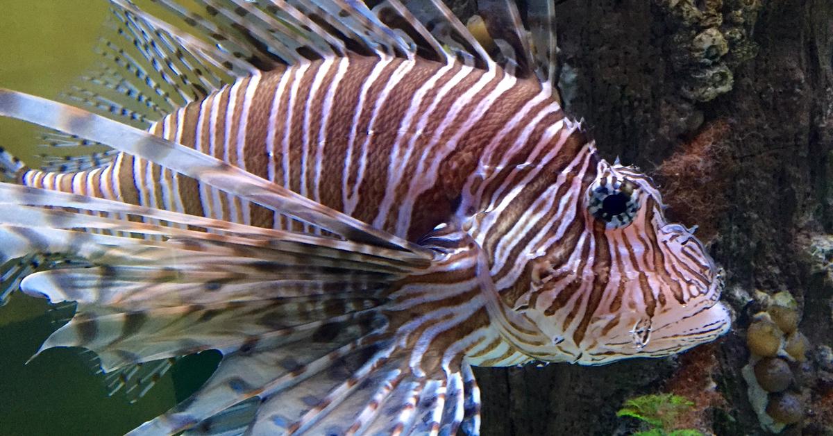 Pictures of Lionfish