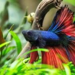 Pictures of Betta Fish